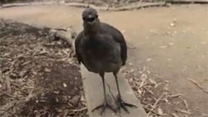Bird Watched Too Much Star Wars