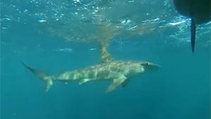 Hammerhead Shark Chasing Kayakers