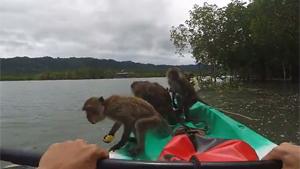 Pirate Monkeys Raid Kayaker