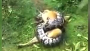 Dog Rescued From Giant Snake