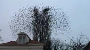 Flock Of Birds Take Off