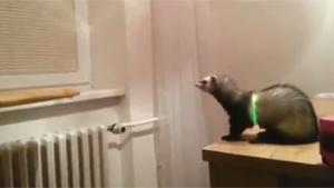 Hilarious Ferret Fail