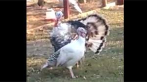 Spinning Turkey Gets Dizzy