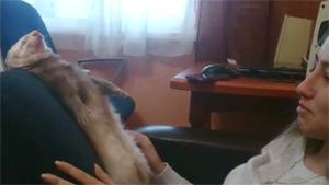 Ferret Takes Nap In Lap