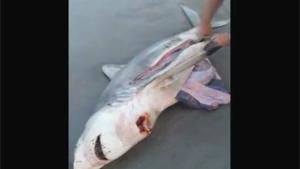 Baby Sharks Saved From Beached Shark