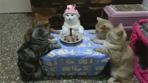 Cats Birthday Celebration