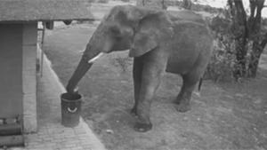 Elephant Cleaning Up