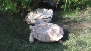 Giant Turtle Helps His Mate