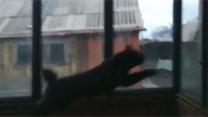 Cat Jumps Through Glass