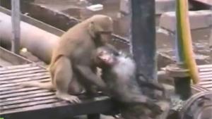 Monkey Resuscitates Friend