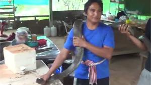 Catching Huge King Cobra