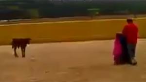 Little Bull Outsmarts Toreador