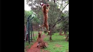 Feeding Hungry Tiger