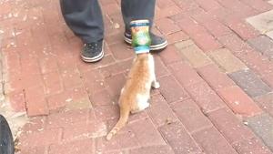 Curiosity Canned The Cat