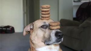 Hypnotised Dog Balancing Treats