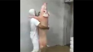 Dancing With A Pig