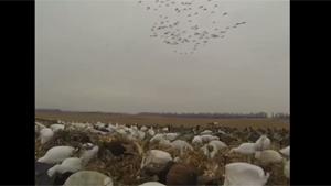 Geese Get Ambushed