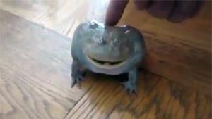 Screaming Frog