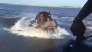 Hippo Chasing Speedboat