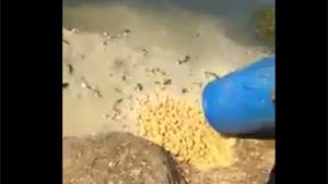 Feeding Fish With Living Chicks