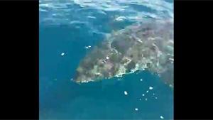 Hungry Shark Pays Visit To Fishermen