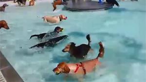 Waterpark For Dogs
