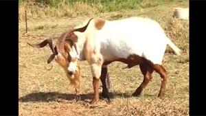 Goat Drinking Own Piss