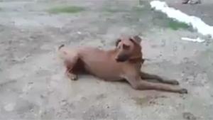 Dog To The Rescue