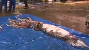 Giant Squid Caught In Japan