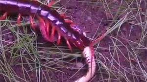 Giant Centipede Eating Snake