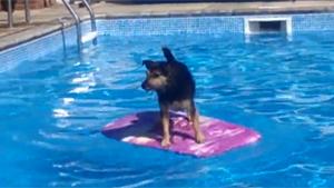 Surfin Dog