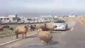 Ram Ramming Car