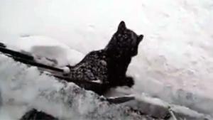 Black Cat Disappears In Snow