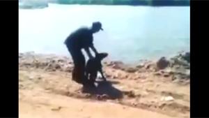 Drowning Dog In River Fail