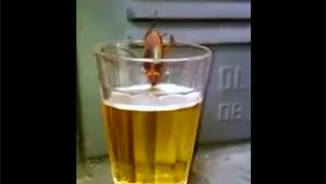 Cockroach Drinking Beer