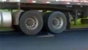 Snake Attacks Trucks