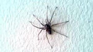 Spider Infestation In Apartment