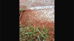Invasion Of The Killer Ants