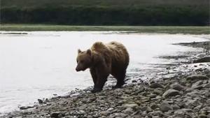 Close Encounter With A Brown Bear