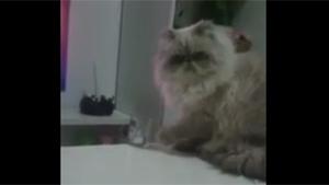 Evillest Cat In The World
