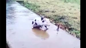 Little Piggy Sliding On Ice