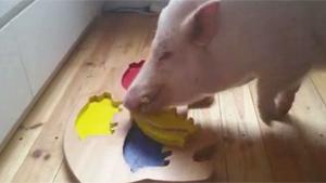 Pig Solves Puzzle