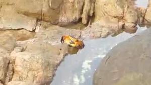 Crab Chilling On A Rock