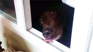 Feeding Animal Through Window