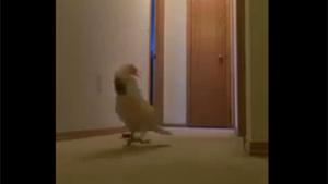 Crazy Yelling Bird
