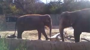 Elephant Rage In Zoo