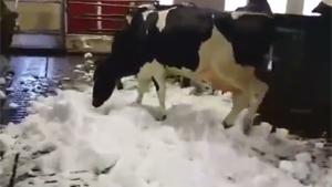 Cows Go Crazy In Cocaine
