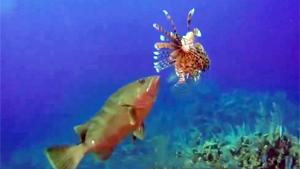 Grouper Eating Lionfish