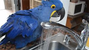Parrot Takes A Shower