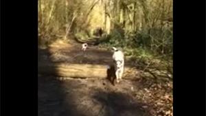 Doggy Fails Jump